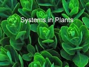 Plant body systems