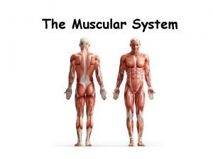 Three major muscles Three major muscles