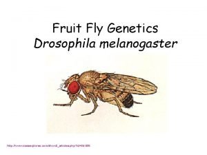 Fruit Fly Genetics Drosophila melanogaster http www nasaexplores