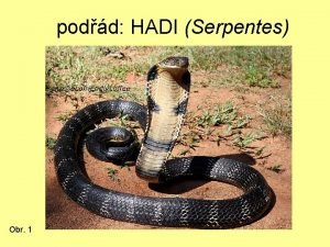 podd HADI Serpentes Obr 1 Systm recentnch plaz