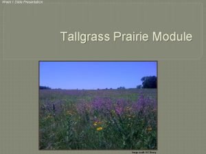 Week 1 Slide Presentation Tallgrass Prairie Module Image