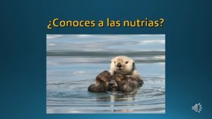 Conoces a las nutrias Noticias La nutria est