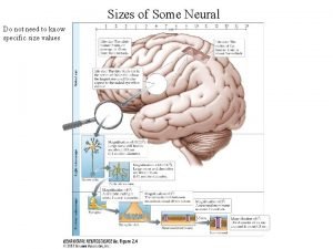 Layers of cortex