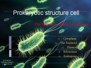 Prokaryotic structure cell The Structure within Cytoplasm The