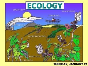 ECOLOGY Ecology Ecology The study of the interactions