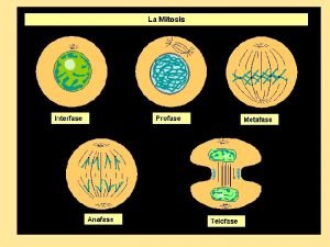 Citocinesis en las células vegetales