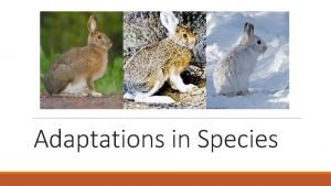 Adaptations in Species Adaptations in Species How do