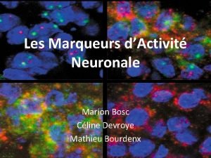 Les Marqueurs dActivit Neuronale Marion Bosc Cline Devroye