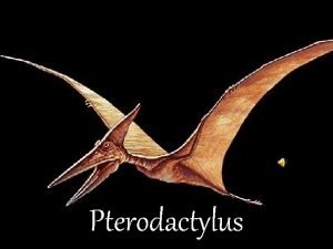 Pterodactylus Pterodactylus comes from the Greek word meaning