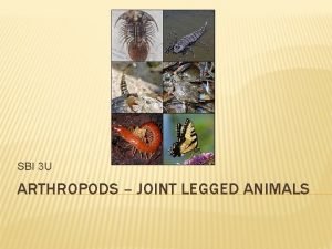SBI 3 U ARTHROPODS JOINT LEGGED ANIMALS ARTHROPODS