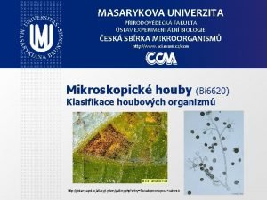 MASARYKOVA UNIVERZITA PRODOVDECK FAKULTA STAV EXPERIMENTLN BIOLOGIE ESK