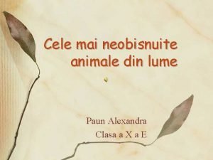 Cele mai neobisnuite animale din lume Paun Alexandra