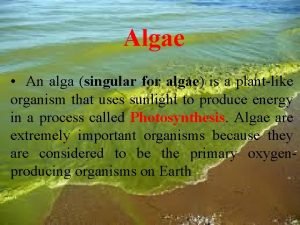 Algae An alga singular for algae is a
