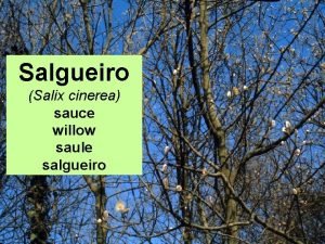 Salgueiro Salix cinerea sauce willow saule salgueiro CLASE