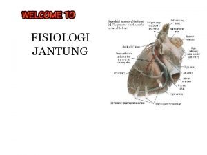 FISIOLOGI JANTUNG Review Anatomi Jantung Berat 250 360