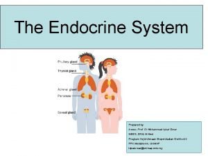 The Endocrine System Prepared by Assoc Prof Dr