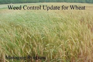 Weed Control Update for Wheat Managing Ryegrass Managing