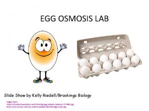 EGG OSMOSIS LAB Slide Show by Kelly RiedellBrookings