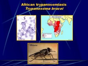 African trypanosomiasis Trypanosoma brucei African trypanosomiasis Distribution West