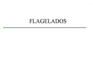 So flagelados