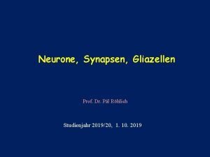 Neurone Synapsen Gliazellen Prof Dr Pl Rhlich Studienjahr