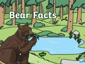 Bears around the world