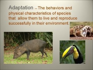 The behaviors and physical characteristics of species