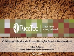 Cultivares hbridos de Arroz Situao Atual e Perspectivas