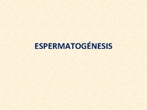 Espermatogénesis