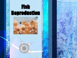 Bony vs cartilaginous fish