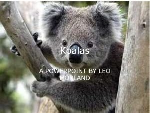 Koalas A POWERPOINT BY LEO MORLAND What Are