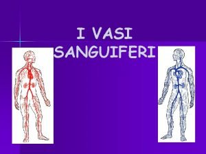 Vasi sanguiferi