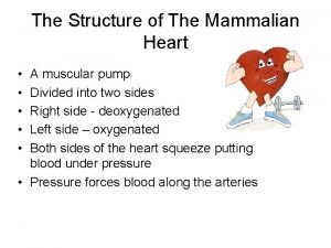 Diagram of mammalian heart