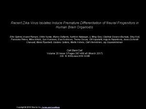 Recent Zika Virus Isolates Induce Premature Differentiation of