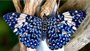 1 Das Schmetterlingsgleichnis Die wissenschaftliche Bezeichnung Lepidoptera Betonung