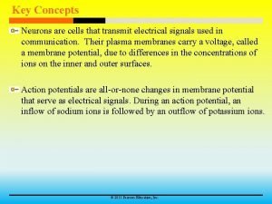 Key Concepts Neurons are cells that transmit electrical