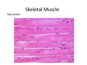 Skeletal muscle tissue description