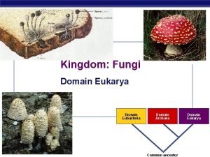 Kingdom Fungi Domain Eukarya Domain Eubacteria AP Biology