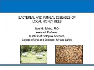 BACTERIAL AND FUNGAL DISEASES OF LOCAL HONEY BEES