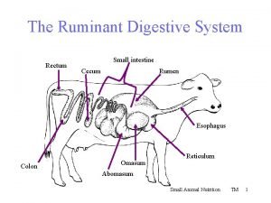 Digestive system of ruminants