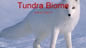 Tundra ecosystem map