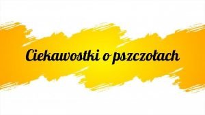 Ciekawostki o pszczoach Pszczoy miodne yj w rojach