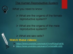 Cells in the reproductive system