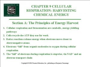 CHAPTER 9 CELLULAR RESPIRATION HARVESTING CHEMICAL ENERGY Section