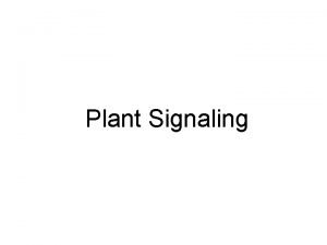 Plant Signaling Signaling hormones light etc Reception Transduction