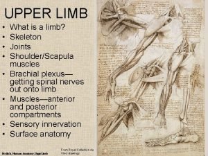 UPPER LIMB What is a limb Skeleton Joints