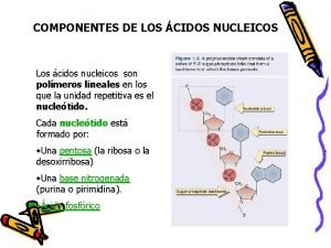 Componentes de los nucleótidos