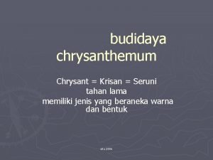 budidaya chrysanthemum Chrysant Krisan Seruni tahan lama memiliki