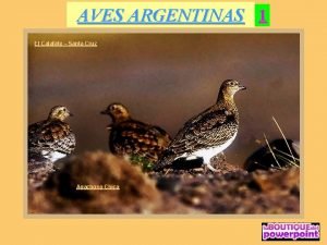 AVES ARGENTINAS 1 El Calafate Santa Cruz Agachona