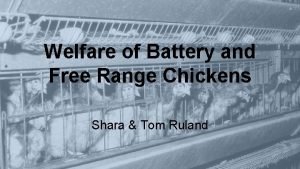 Welfare of Battery and Free Range Chickens Shara